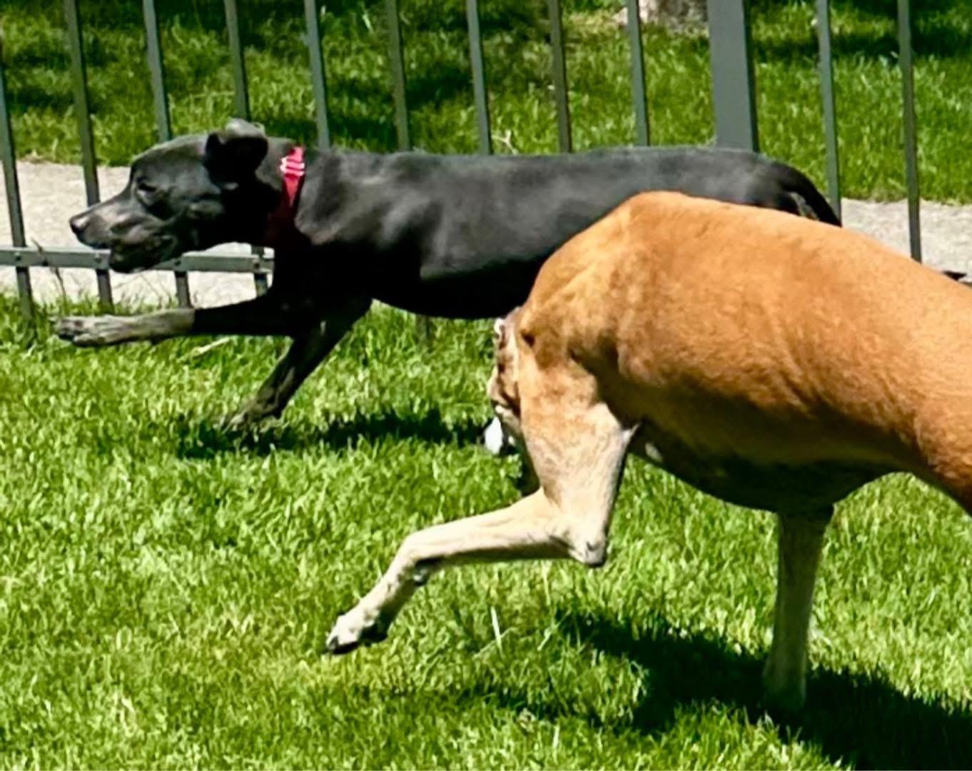 Enlarge Zee Zee , a Adoptable mixed breed in Orland Park, IL image 5/6