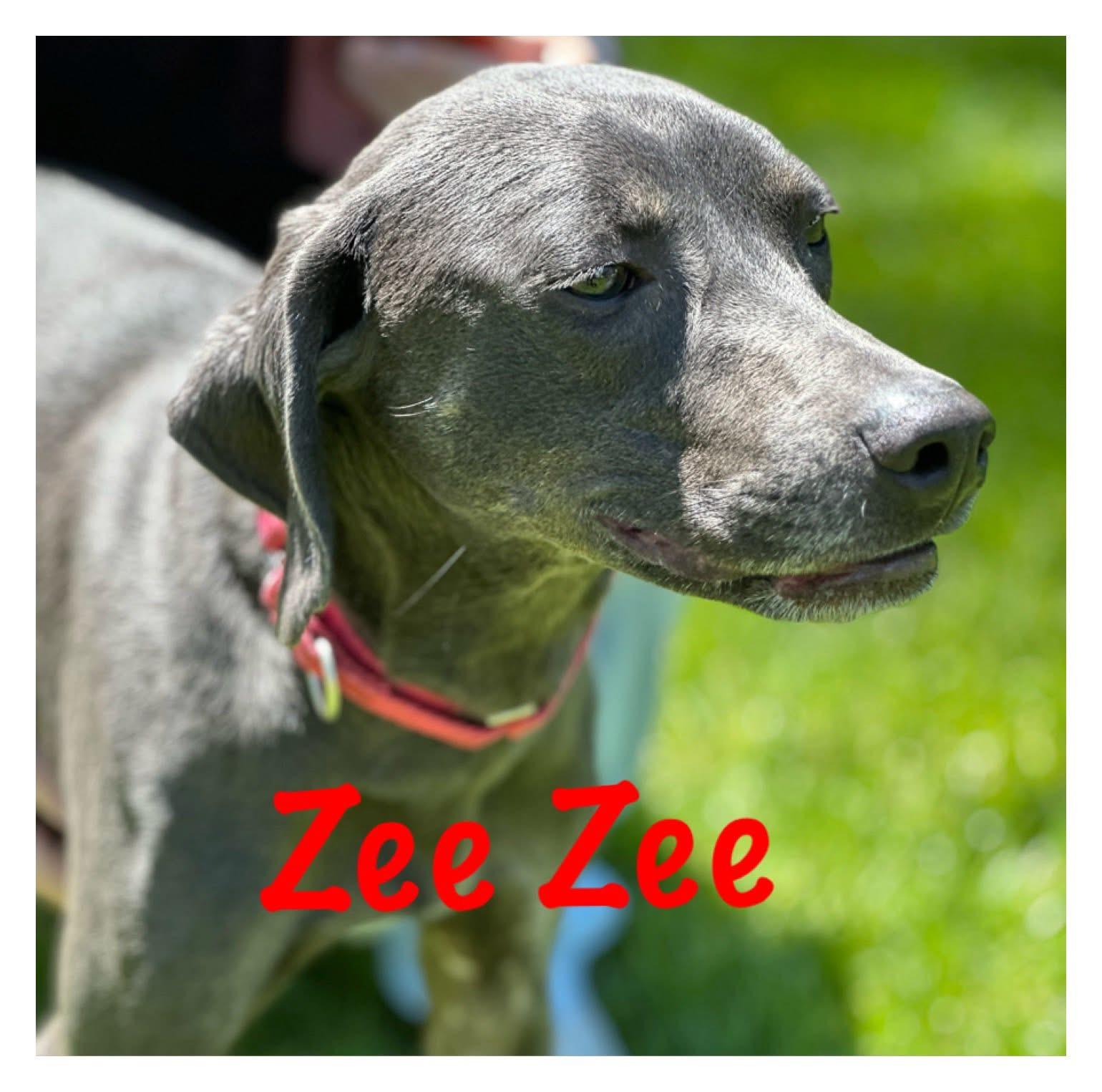 Enlarge Zee Zee , a Adoptable mixed breed in Orland Park, IL image 1/6