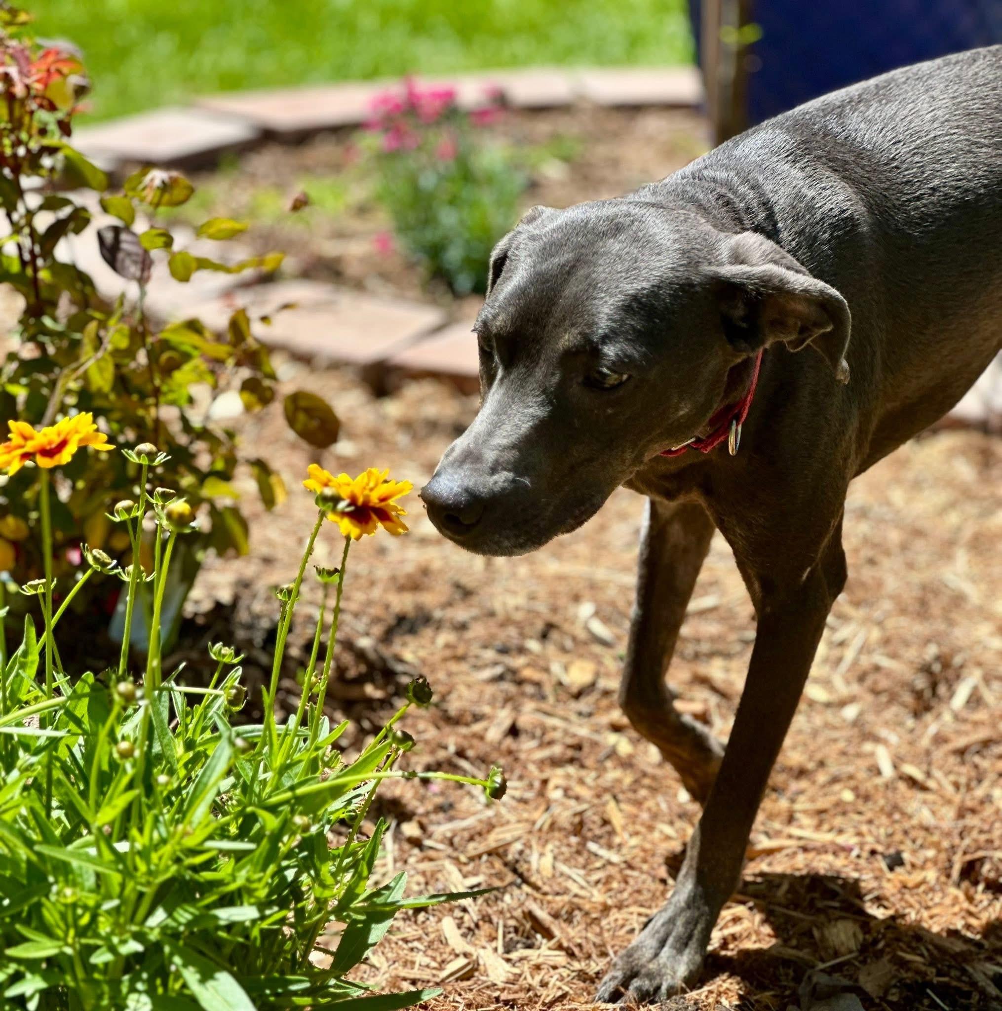 Enlarge Zee Zee , a Adoptable mixed breed in Orland Park, IL image 6/6