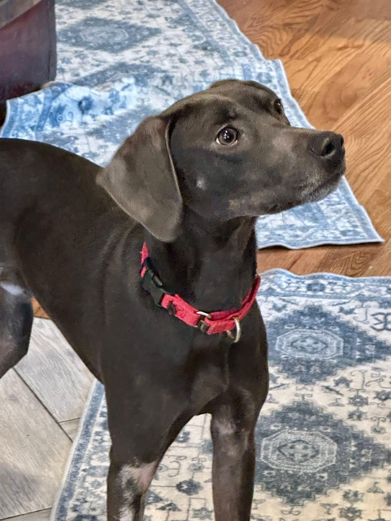 Enlarge Zee Zee , a Adoptable mixed breed in Orland Park, IL image 3/6