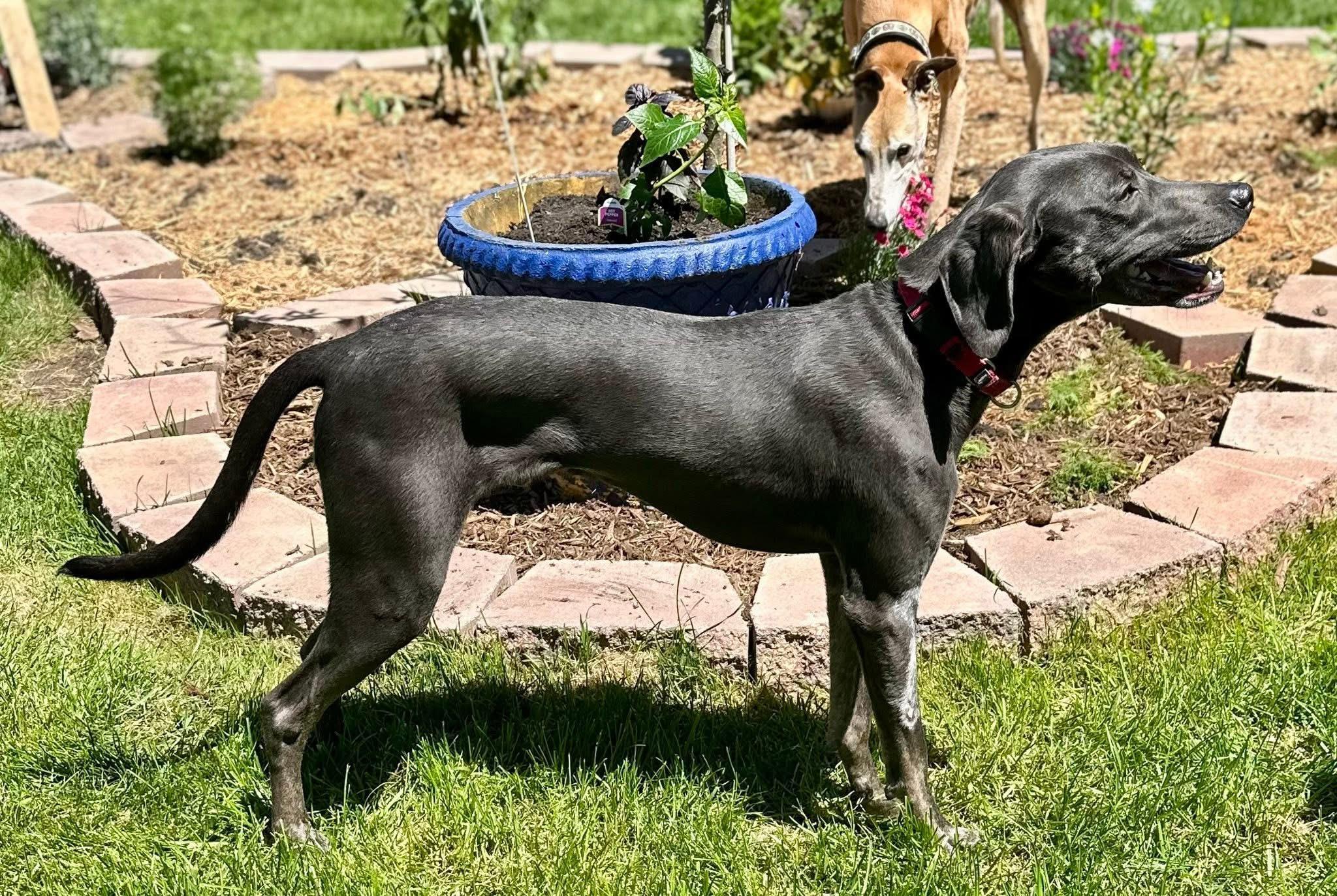 Enlarge Zee Zee , a Adoptable mixed breed in Orland Park, IL image 4/6