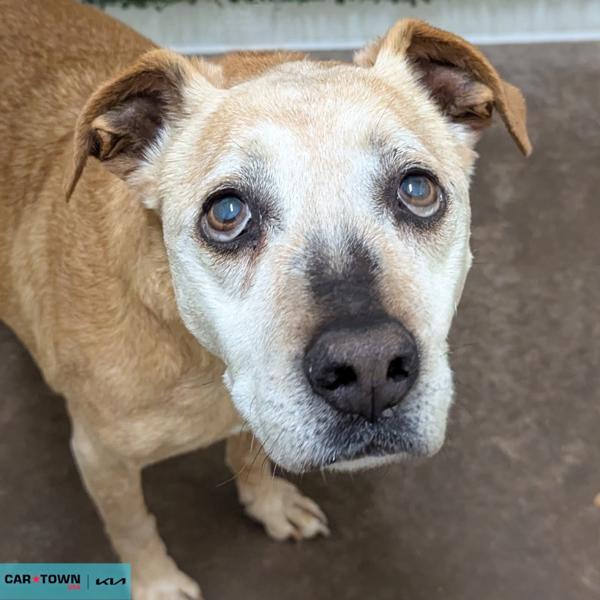 Enlarge Penelope, a Adoptable mixed breed in Lexington, KY image 1/1