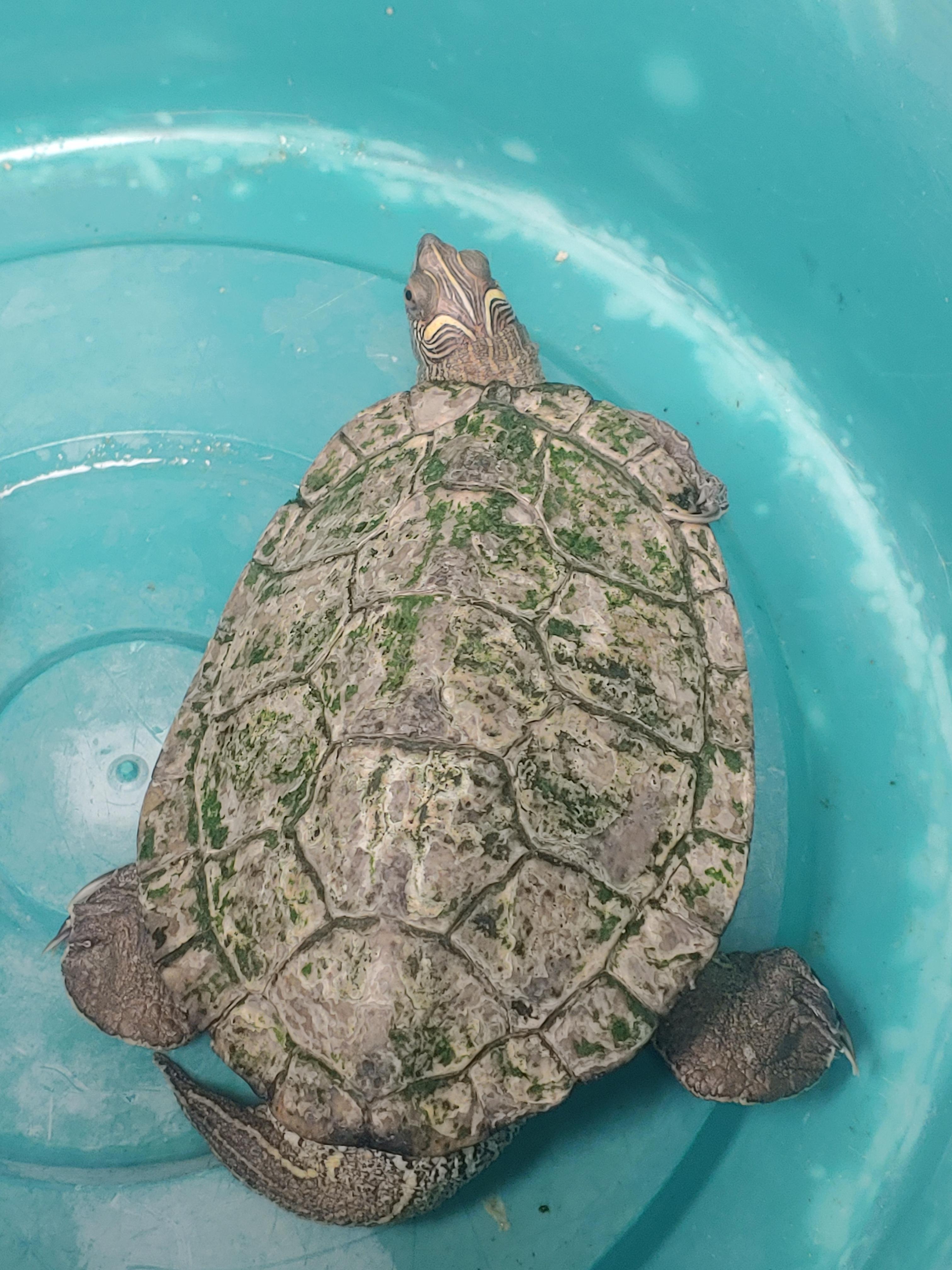 Enlarge Mr. Turtle, a Adopted Turtle in Rochester, NY image 2/4