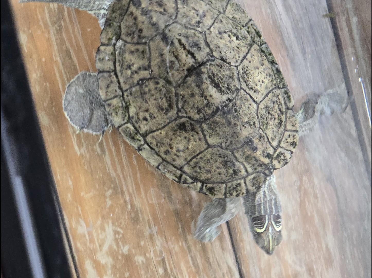 Mr. Turtle, Adopted, Senior Male Turtle.
