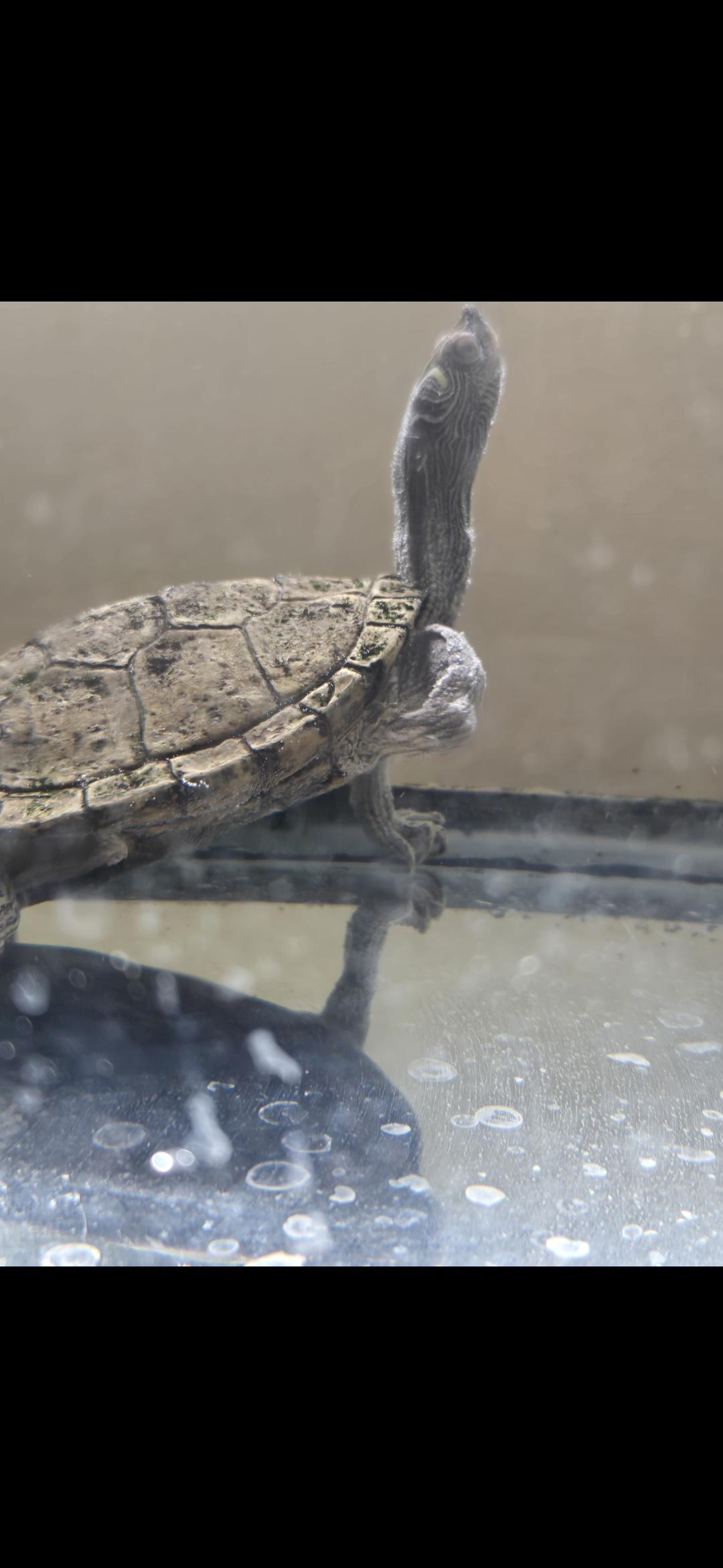 Enlarge Mr. Turtle, a Adopted Turtle in Rochester, NY image 4/4