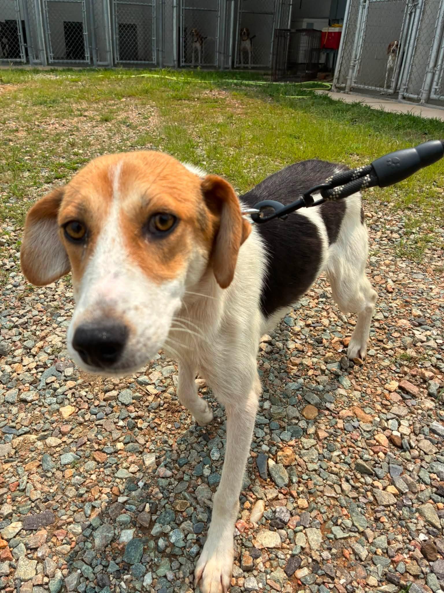 Jasmine, ADOPTABLE, Young Female American Foxhound & Hound.