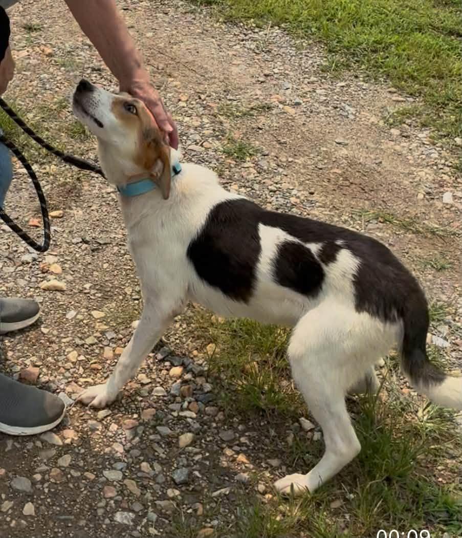 Jasmine, a ADOPTABLE mixed breed in Cumberland , VA image 3/3