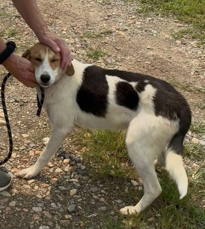 Jasmine, a ADOPTABLE mixed breed in Cumberland , VA image 2/3