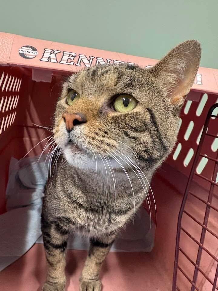 Papa Pickle, Adoptable, Adult Male Domestic Short Hair.
