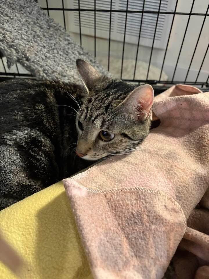 Papa Pickle, Adoptable, Adult Male Domestic Short Hair.