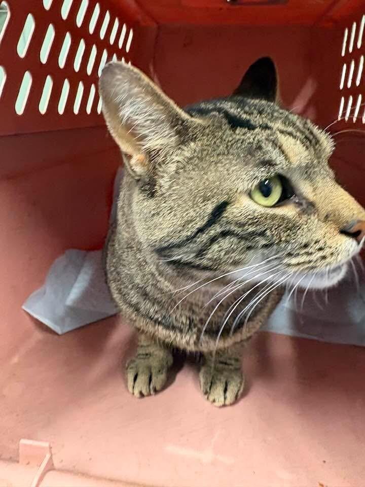 Enlarge Papa Pickle, a Adoptable Domestic Short Hair in Grand Rapids, MI image 3/4