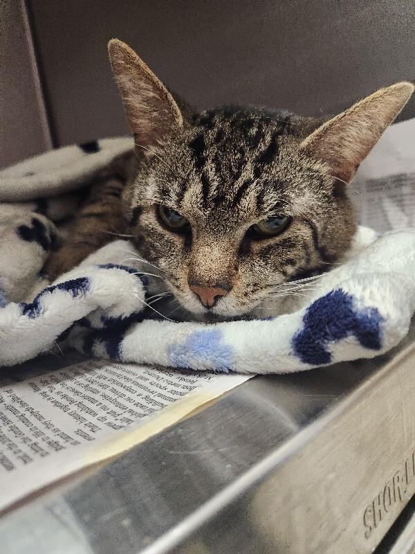 Papa Pickle, a Adoptable Domestic Short Hair in Grand Rapids, MI image 2/2