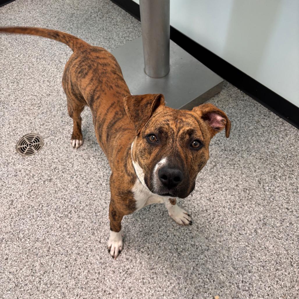 Saber, Adoptable, Young Male Pit Bull Terrier & Mixed Breed.