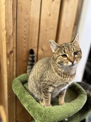 Enlarge Farrah, a Adoptable Domestic Short Hair in Marion, IN image 1/1