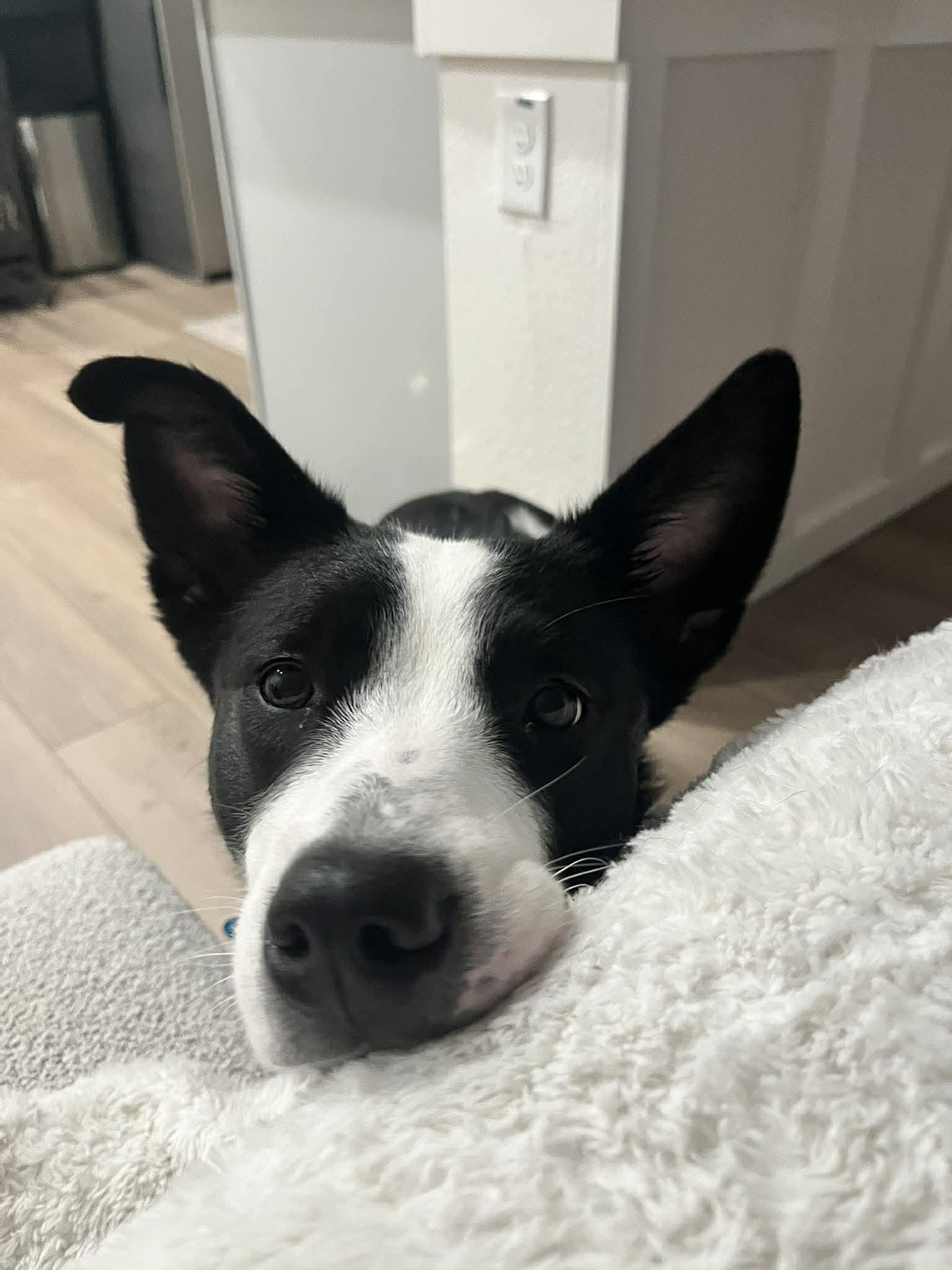 Enlarge Luna (Lu), a Adoptable Border Collie in Fort Worth, TX image 6/6