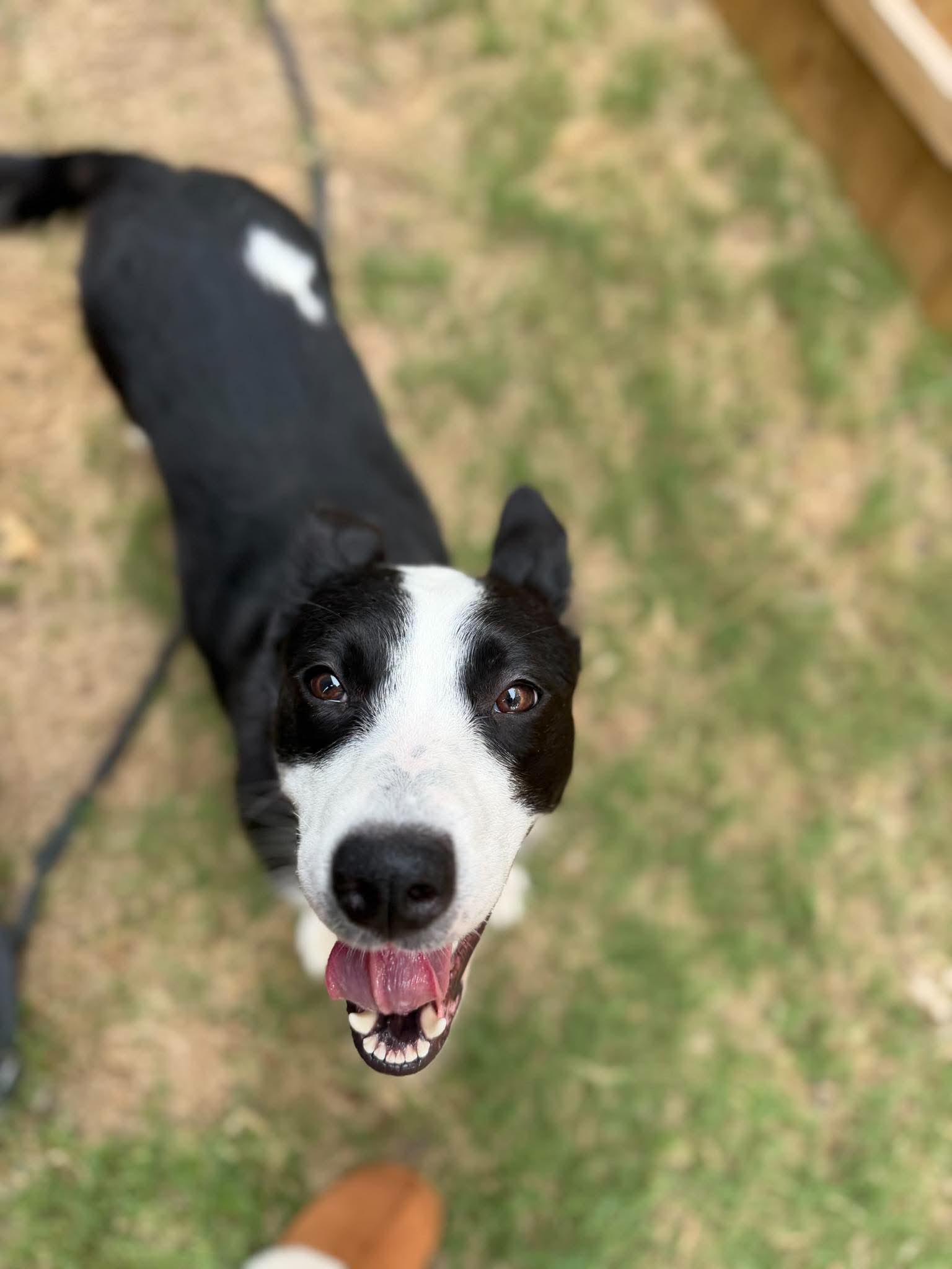 Enlarge Luna (Lu), a Adoptable Border Collie in Fort Worth, TX image 3/6