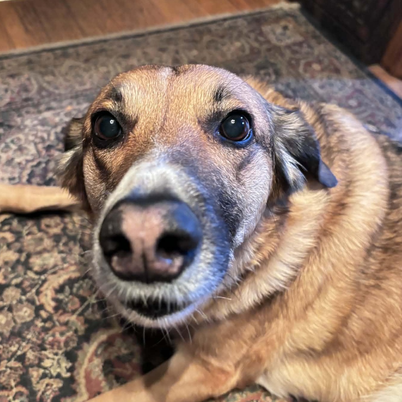 Enlarge Chanel, a Adopted mixed breed in Scarborough, ON image 5/6