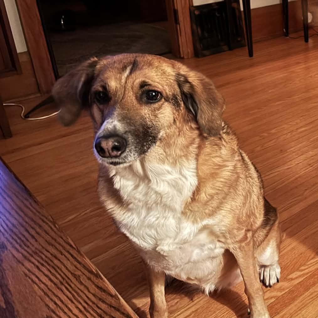 Enlarge Chanel, a Adopted mixed breed in Scarborough, ON image 3/6