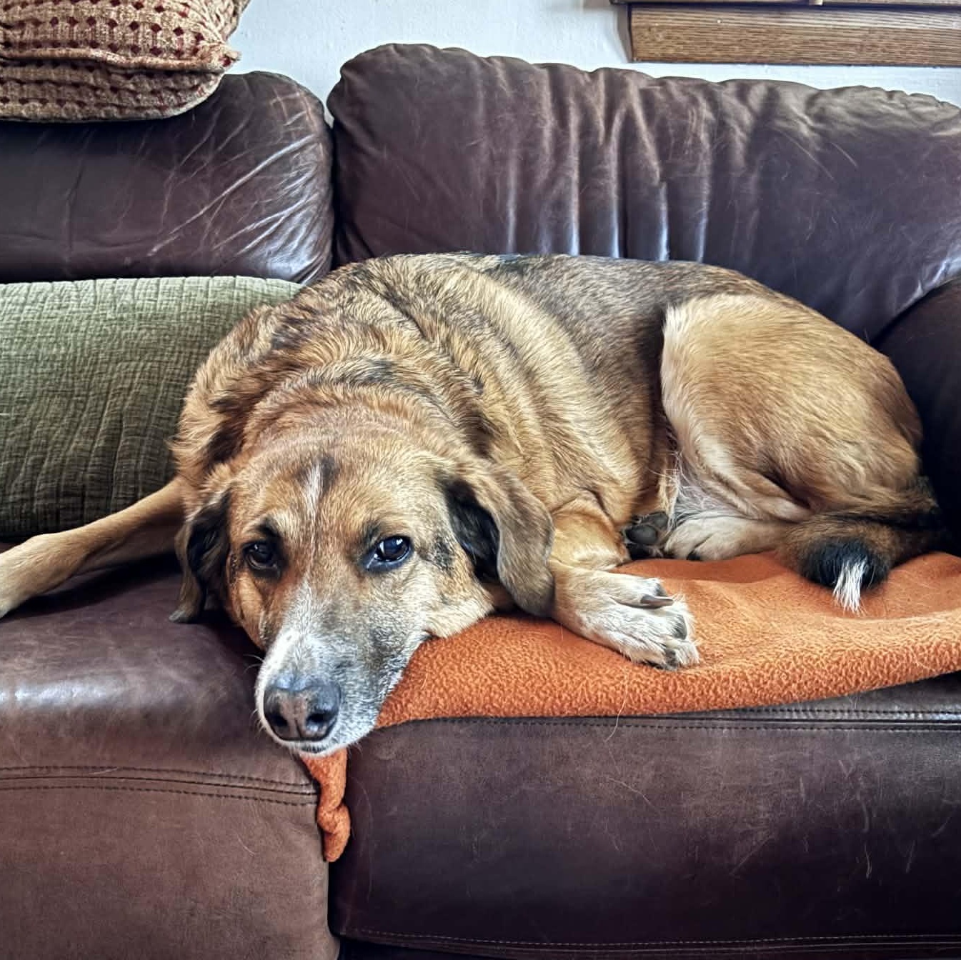 Enlarge Chanel, a Adopted mixed breed in Scarborough, ON image 2/6