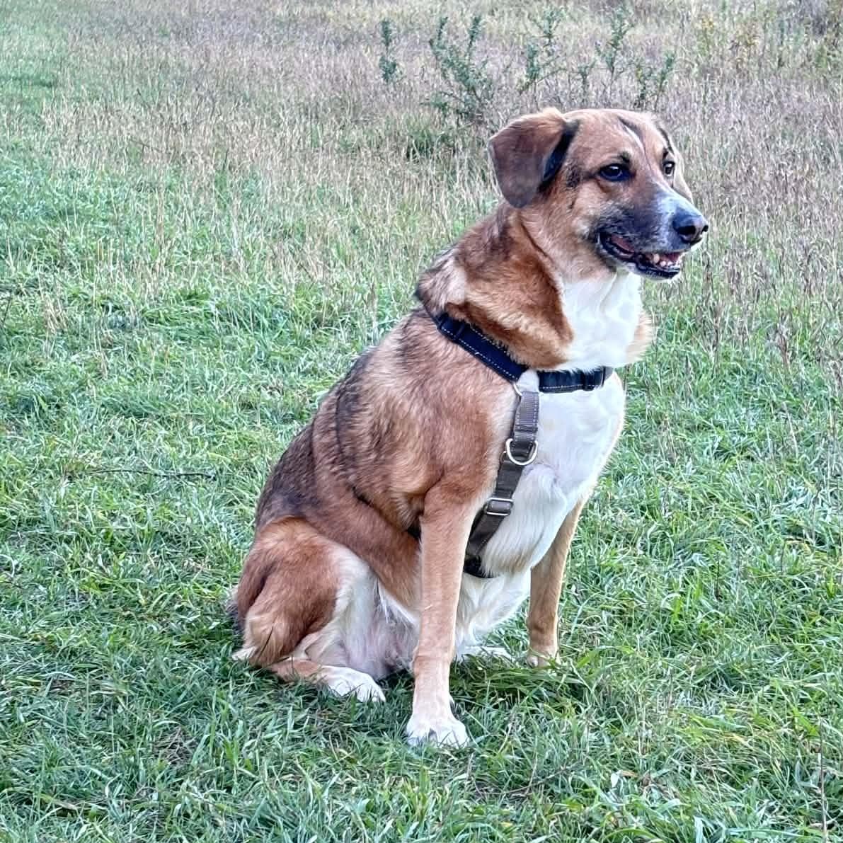 Enlarge Chanel, a Adopted mixed breed in Scarborough, ON image 1/6