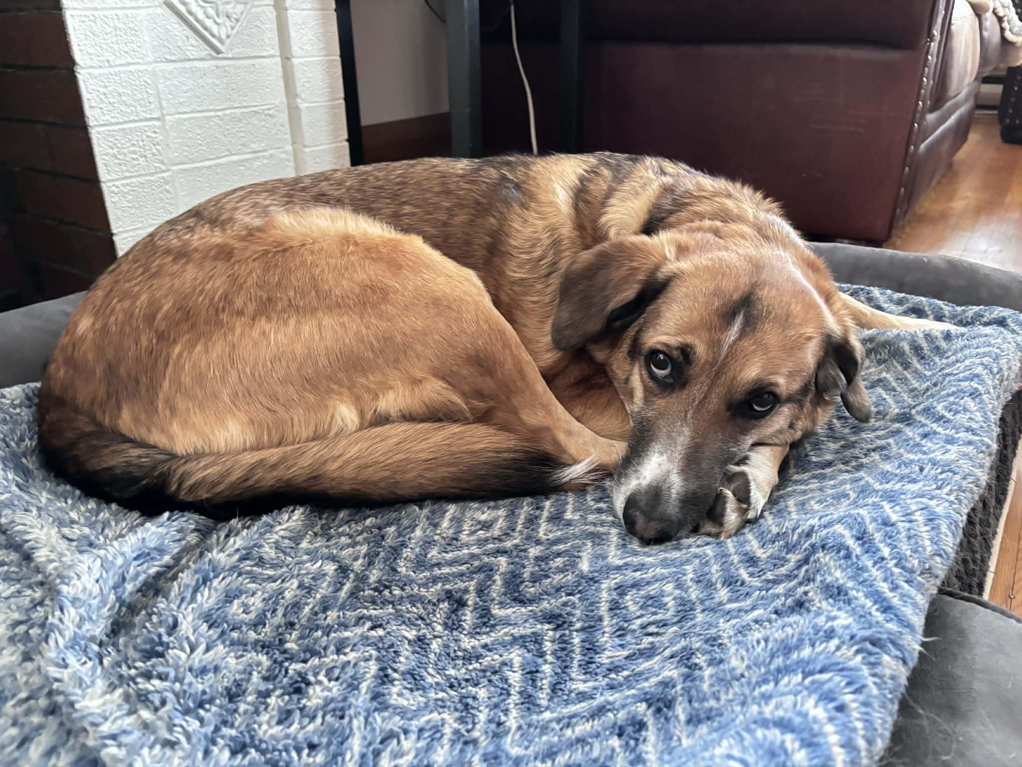 Enlarge Chanel, a Adopted mixed breed in Scarborough, ON image 4/6