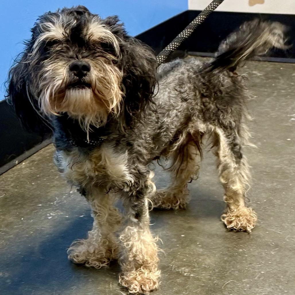 Archie-Jude 08-1107, Adoptable, Adult Male Schnauzer & Poodle.