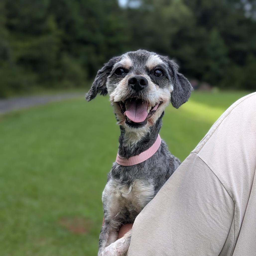 Enlarge Archie-Jude 08-1107, a Adoptable mixed breed in Covington, GA image 2/3