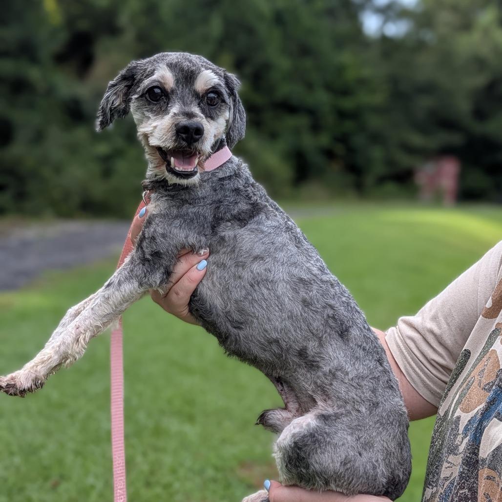 Enlarge Archie-Jude 08-1107, a Adoptable mixed breed in Covington, GA image 3/3