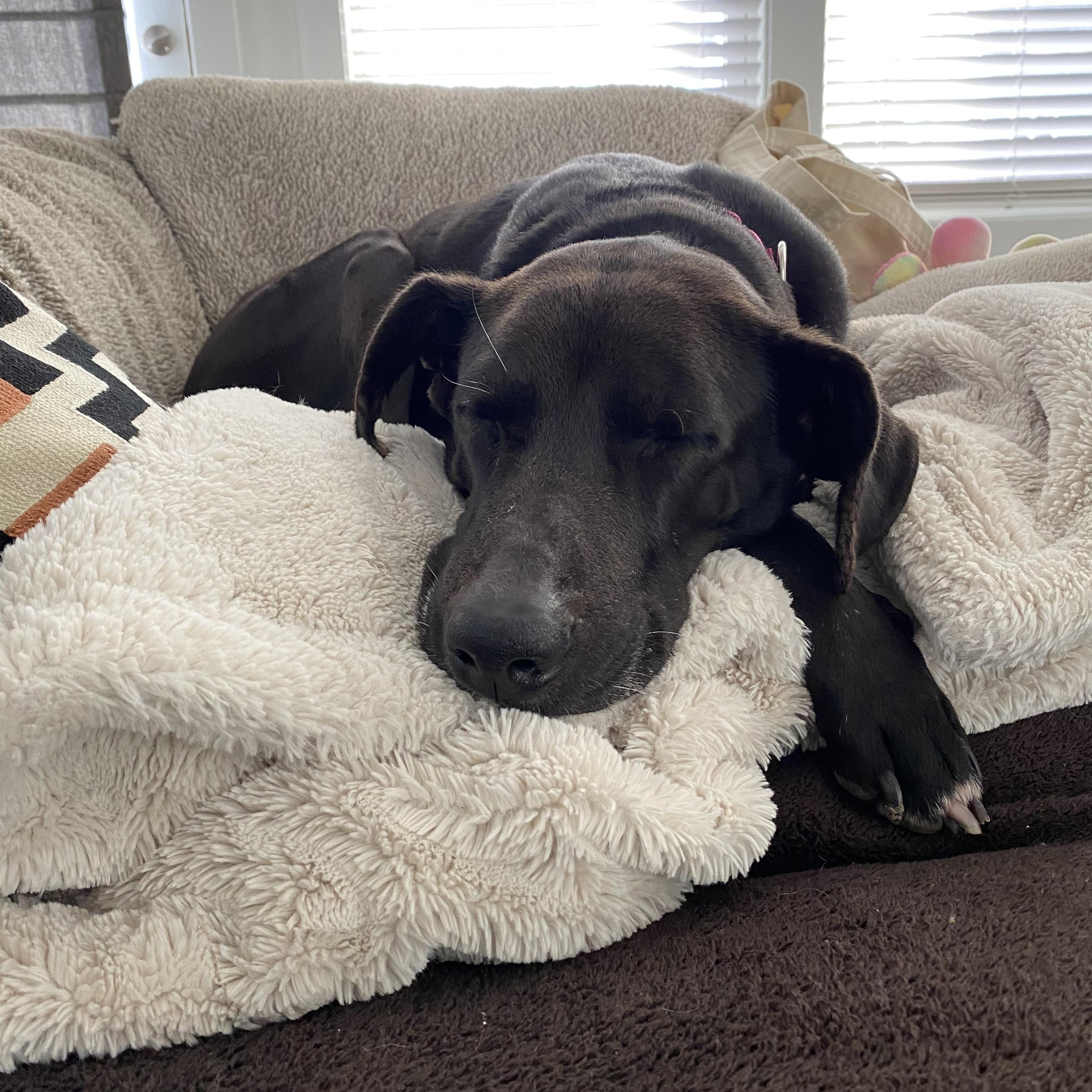 Fiona, a ADOPTABLE Black Labrador Retriever in Brentwood, TN image 1/3