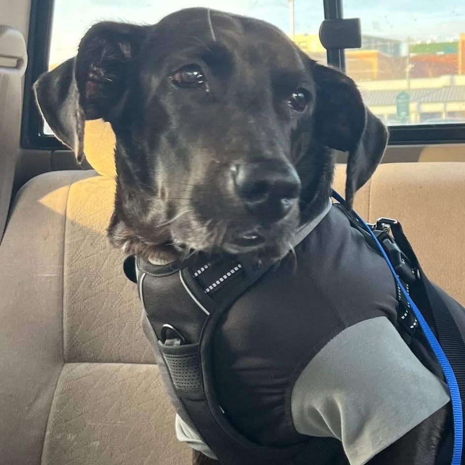 Enlarge Fiona, a ADOPTABLE Black Labrador Retriever in Brentwood, TN image 1/3