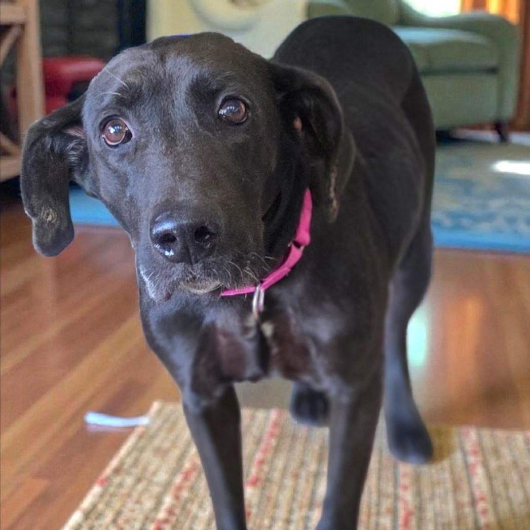 Fiona, a ADOPTABLE Black Labrador Retriever in Brentwood, TN image 3/3