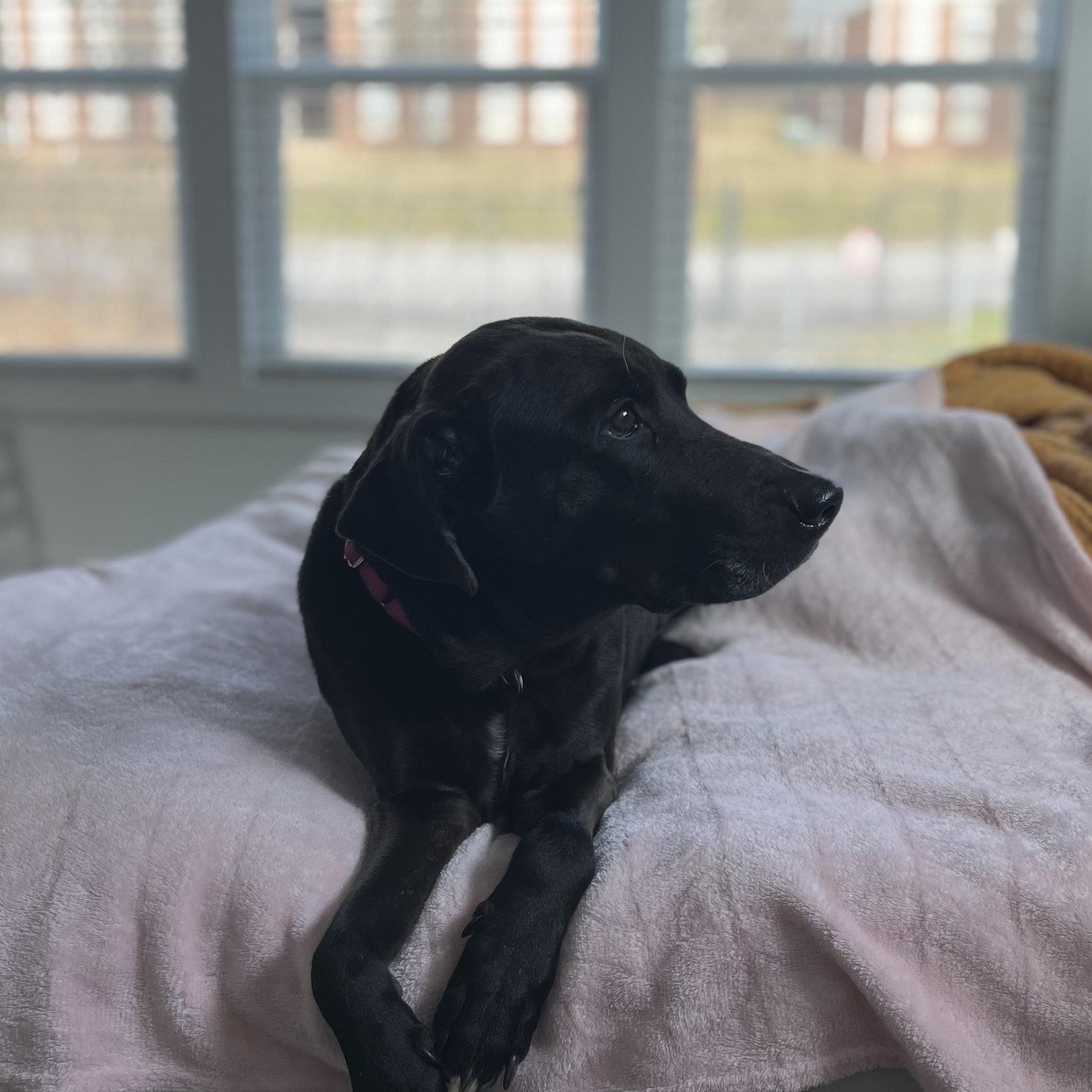 Fiona, a ADOPTABLE Black Labrador Retriever in Brentwood, TN image 2/3