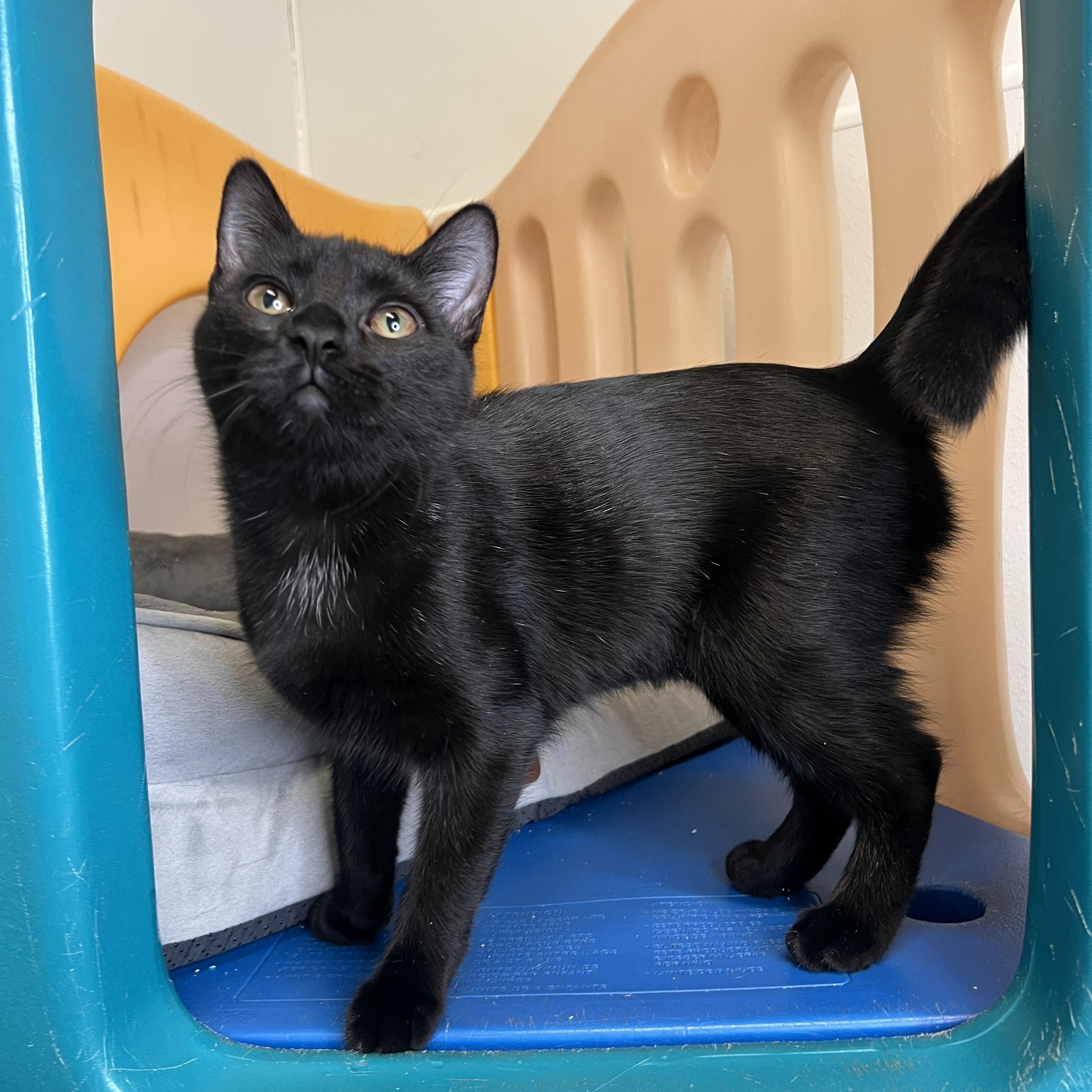 Enlarge Tina, a Adopted Domestic Short Hair in Frankenmuth, MI image 1/5