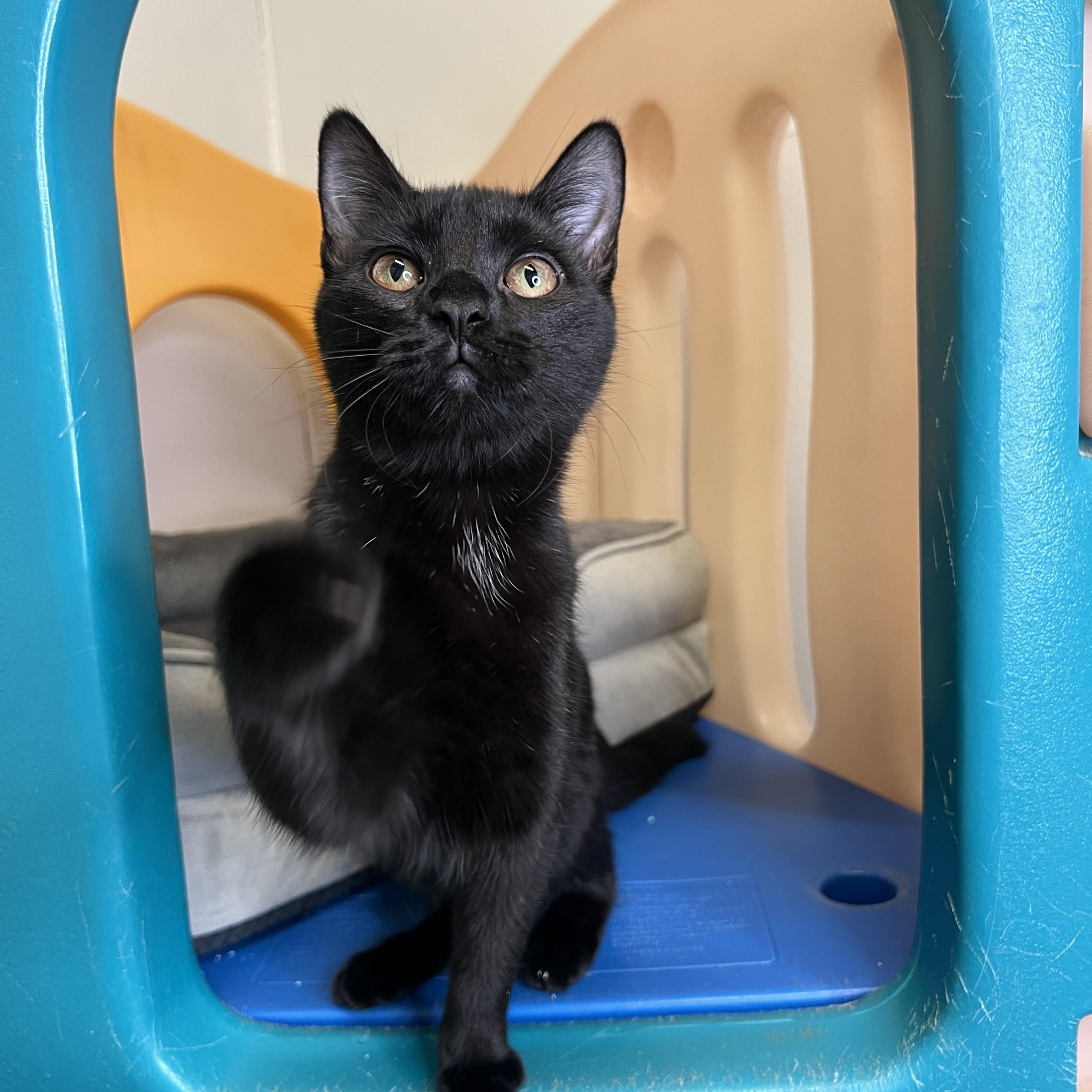 Enlarge Tina, a Adopted Domestic Short Hair in Frankenmuth, MI image 4/5