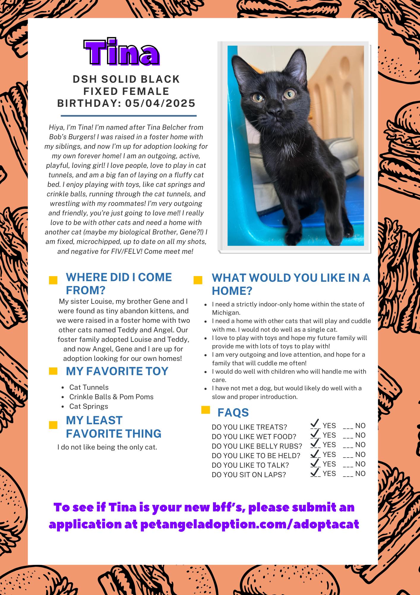 Enlarge Tina, a Adopted Domestic Short Hair in Frankenmuth, MI image 2/5