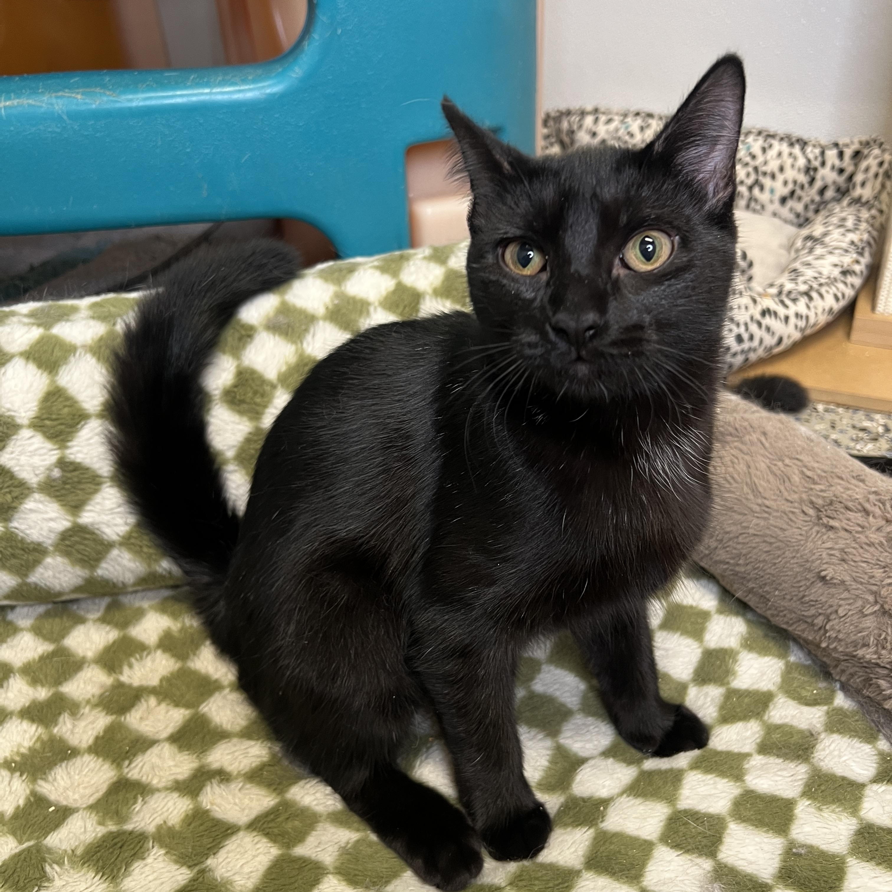 Enlarge Tina, a Adopted Domestic Short Hair in Frankenmuth, MI image 5/5