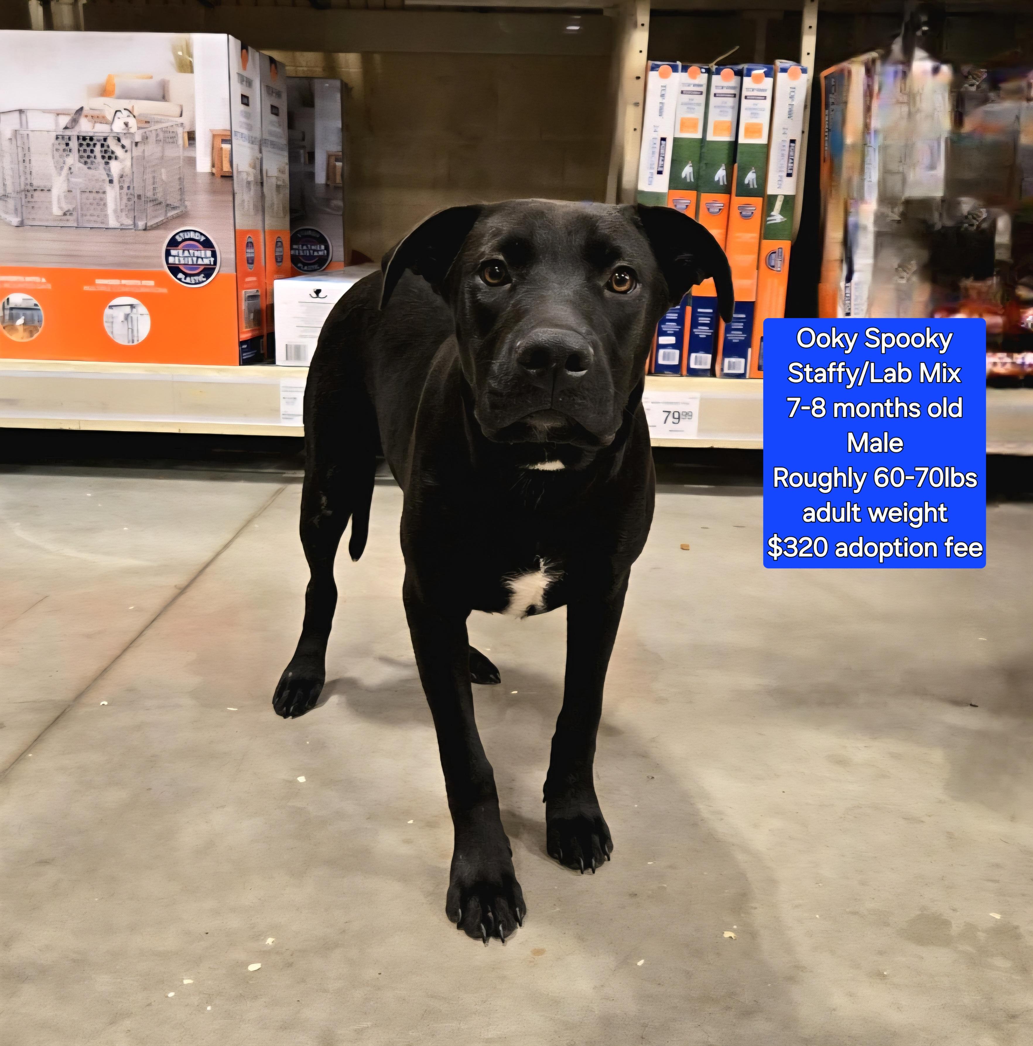 Ooky Spooky, Young Male Black Labrador Retriever