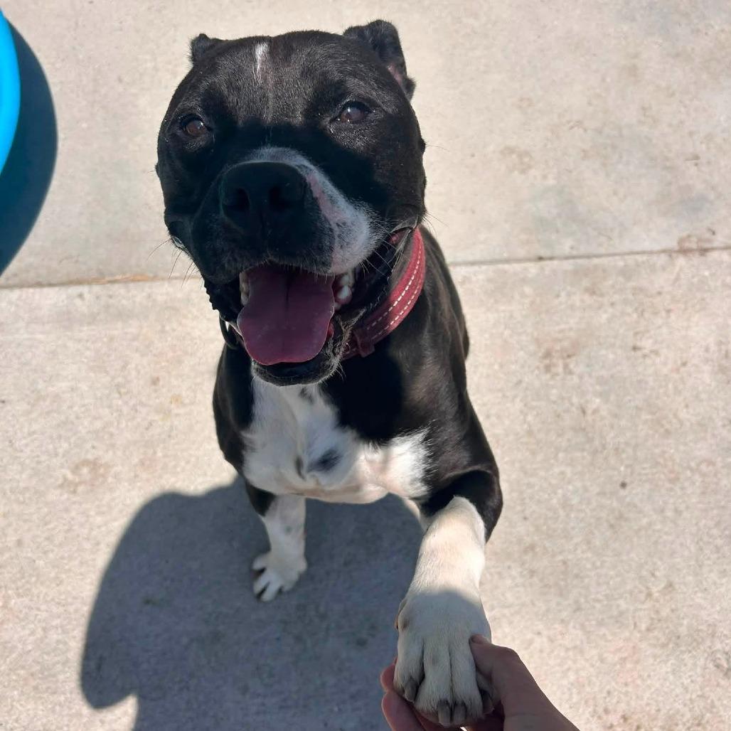 Chuck, Adoptable, Adult Male Pit Bull Terrier.
