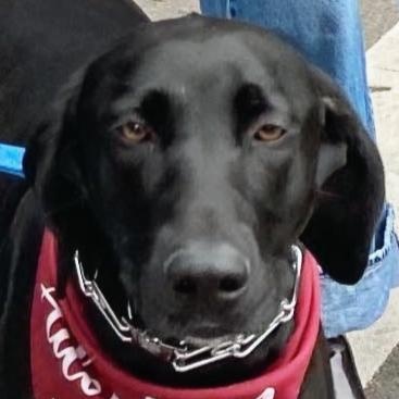 Blossom, ADOPTABLE, Young Female Labrador Retriever.