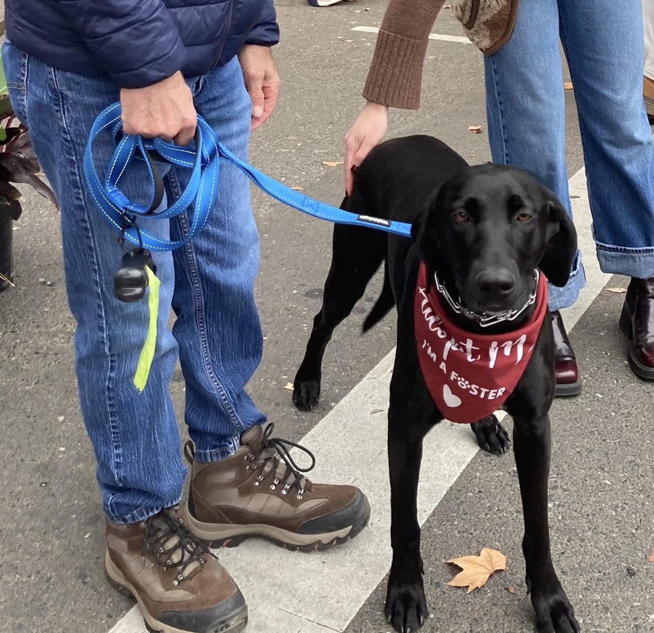 Enlarge Blossom, a ADOPTABLE Labrador Retriever in Sacramento, CA image 3/5