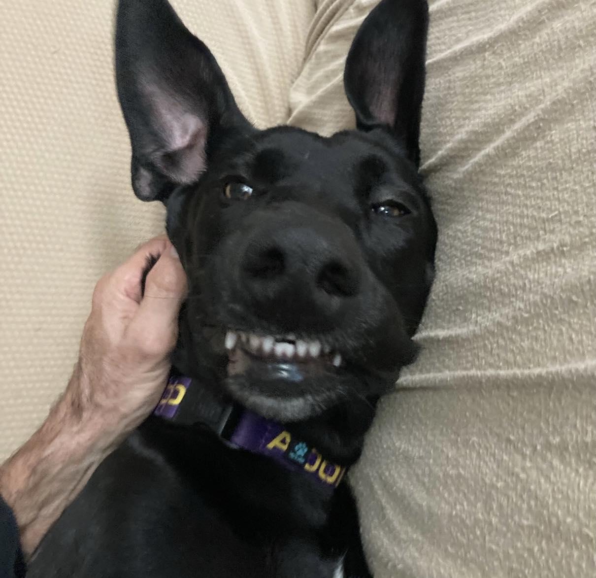 Enlarge Blossom, a ADOPTABLE Labrador Retriever in Sacramento, CA image 4/5