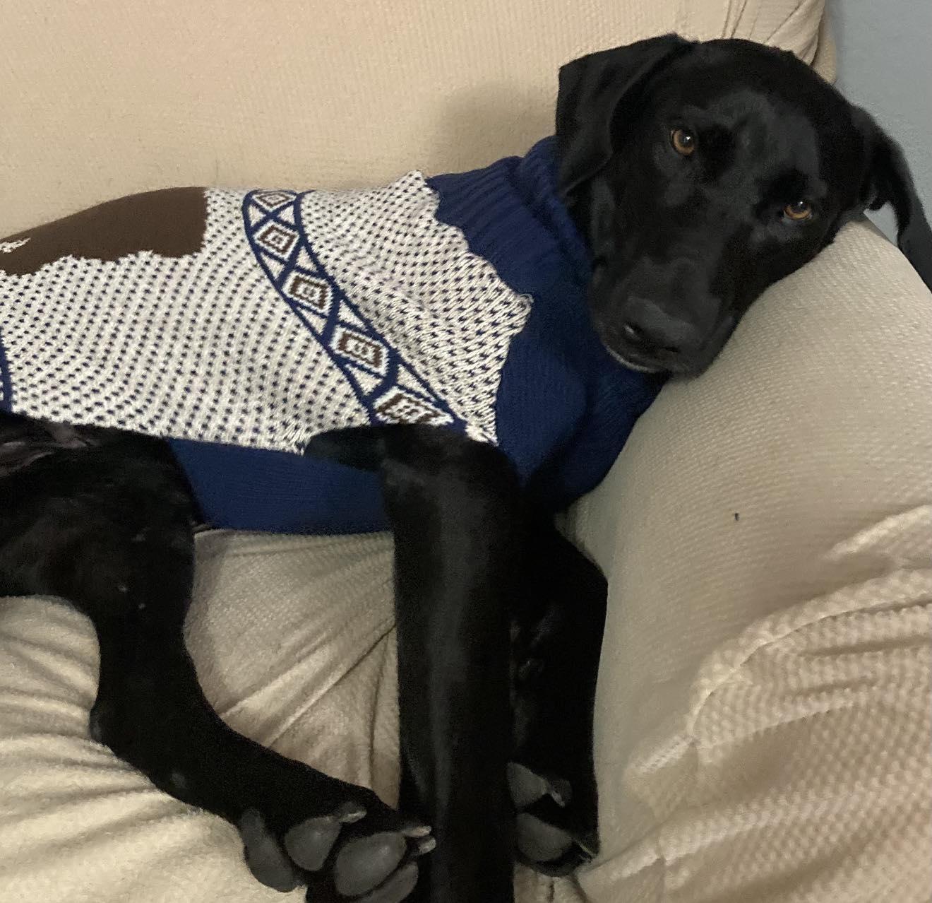 Enlarge Blossom, a ADOPTABLE Labrador Retriever in Sacramento, CA image 2/5
