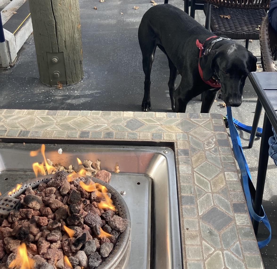 Enlarge Blossom, a ADOPTABLE Labrador Retriever in Sacramento, CA image 5/5