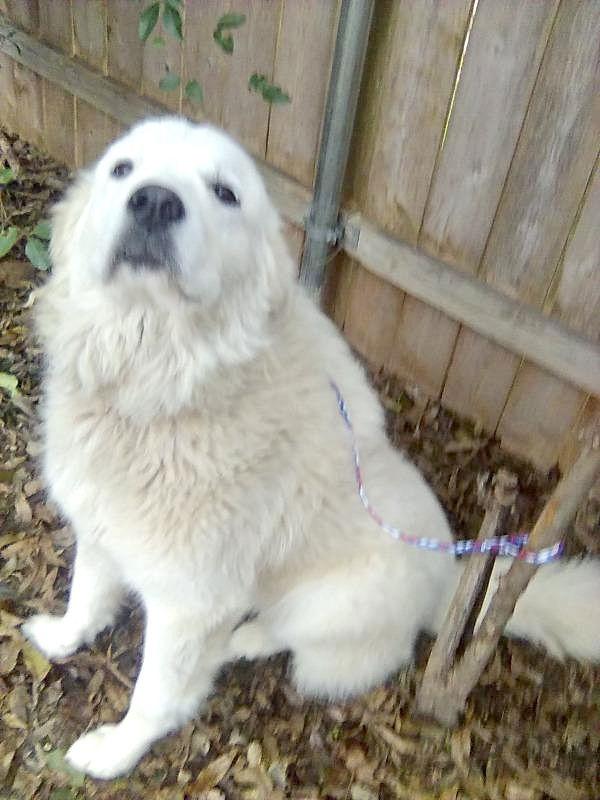 Enlarge Ivan, a Adoptable Great Pyrenees in Fredericksburg, VA image 5/6