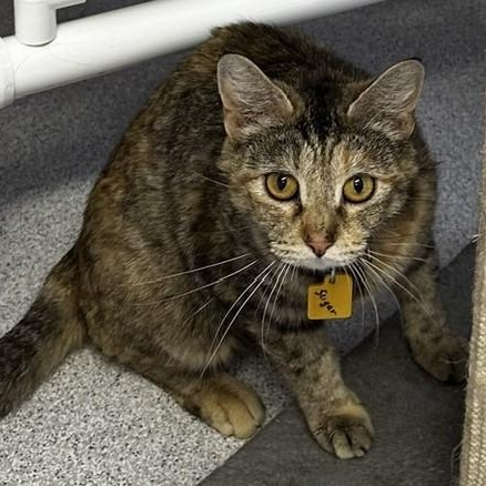 Sugar - Just As Sweet, a ADOPTABLE mixed breed in Hoquiam, WA image 1/4
