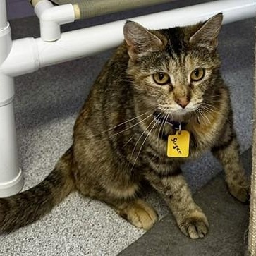 Sugar - Just As Sweet, a ADOPTABLE mixed breed in Hoquiam, WA image 4/4
