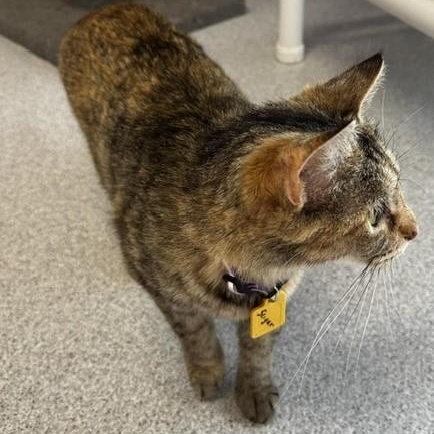 Sugar - Just As Sweet, a ADOPTABLE mixed breed in Hoquiam, WA image 2/4