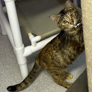 Sugar - Just As Sweet, a ADOPTABLE mixed breed in Hoquiam, WA image 3/4