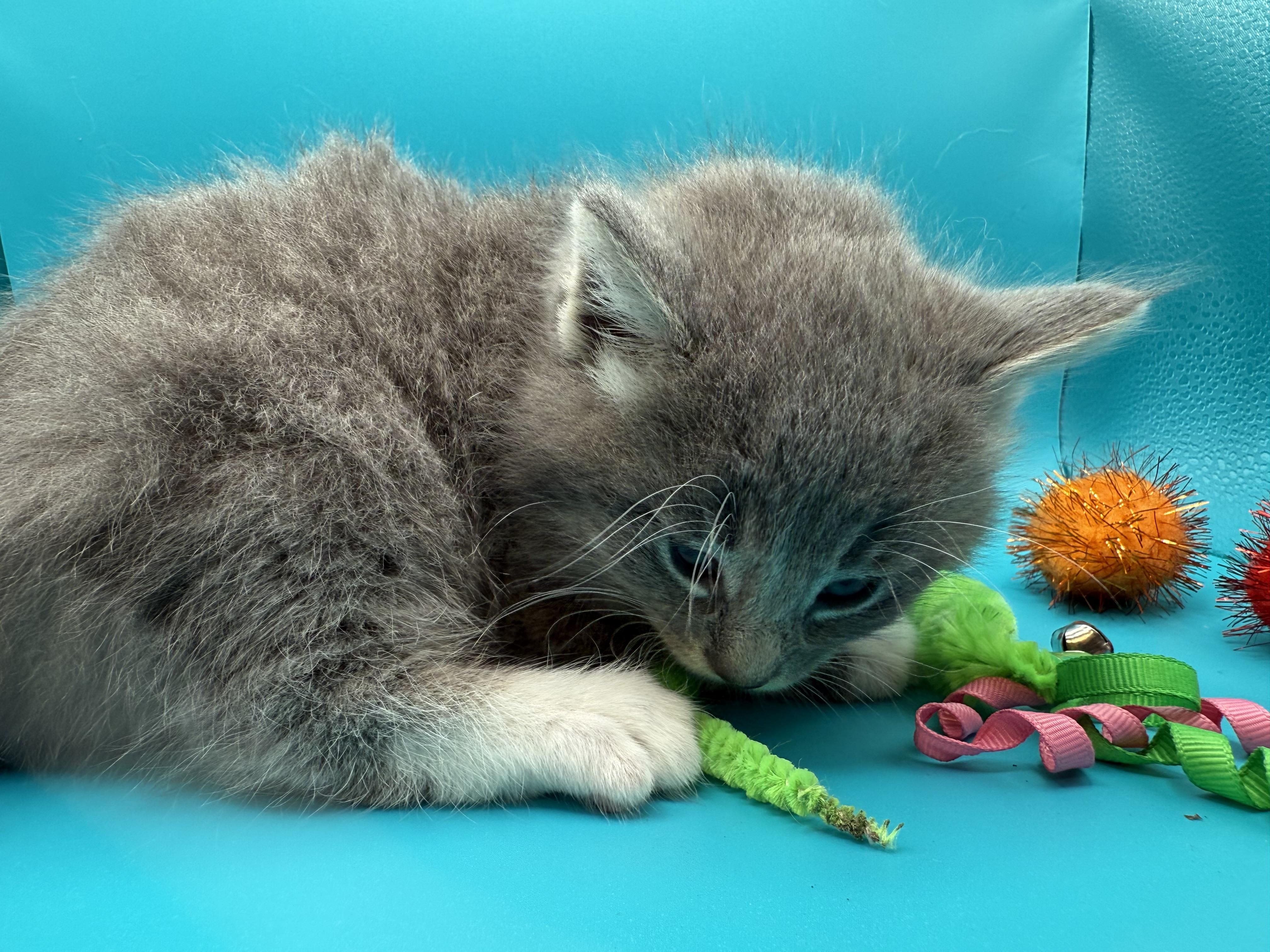 Enlarge Casper Jones, a Adoptable Domestic Long Hair in Galloway, NJ image 2/5