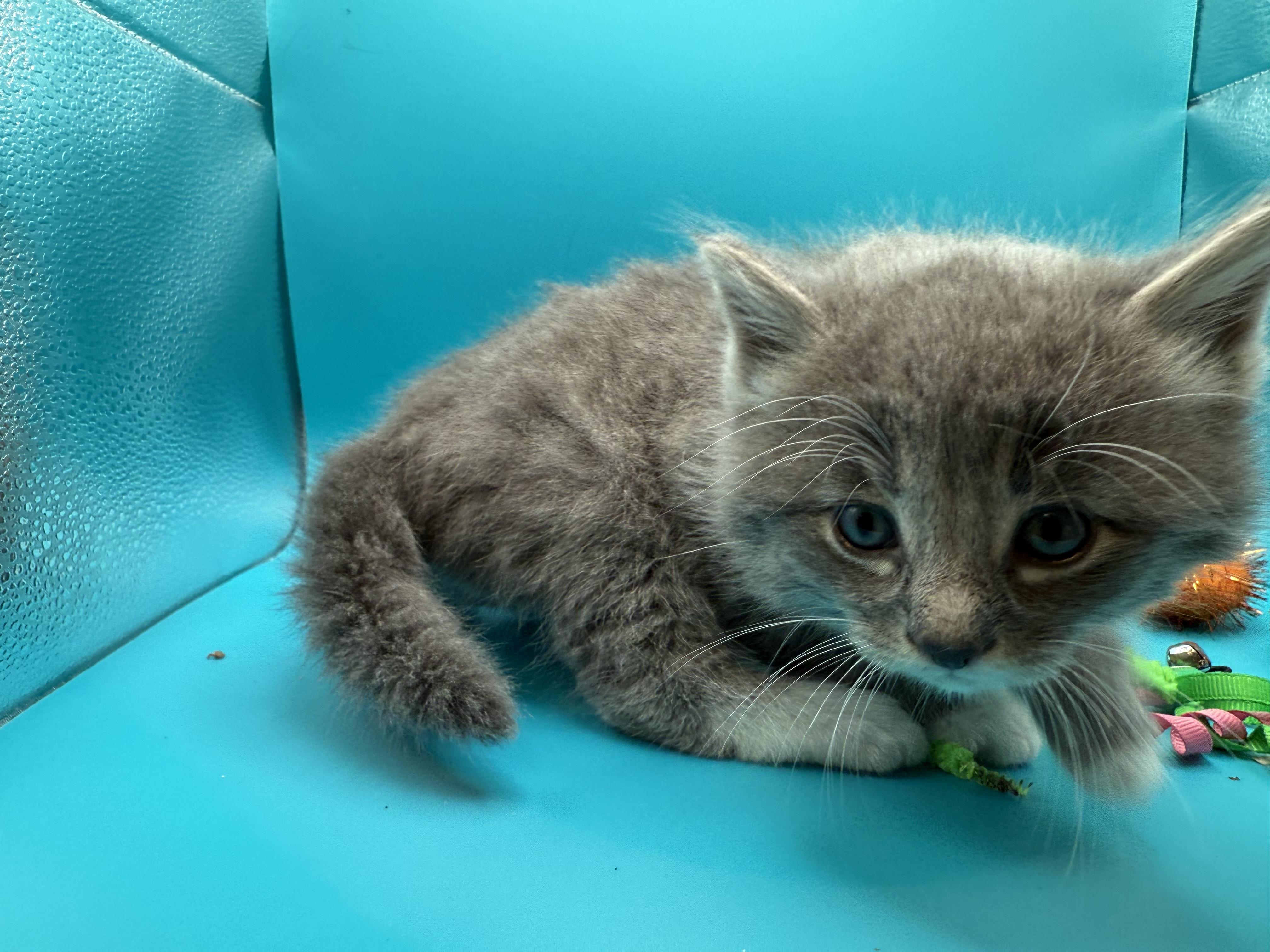 Enlarge Casper Jones, a Adoptable Domestic Long Hair in Galloway, NJ image 3/5